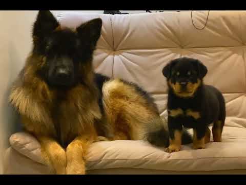 German Shepherd Meets His New Rottweiler Best Friend… His Reaction Is Priceless 😂🐶