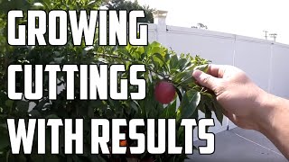 Growing Fruit Trees From Cuttings  How to with Results!