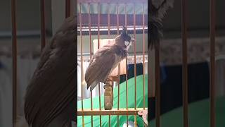 💎Bird Singing🥰 chàomàohót #คนรักนกแดนสะตอ #birds