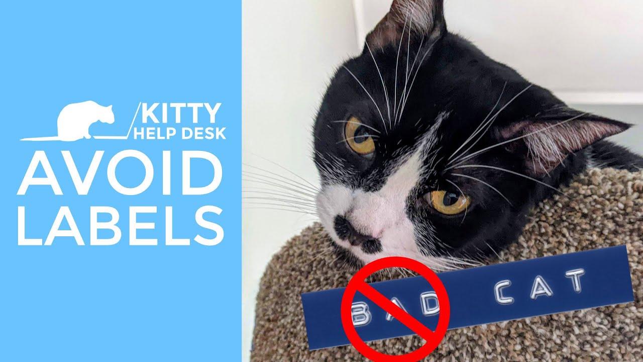 Avoid Labeling Your Cat