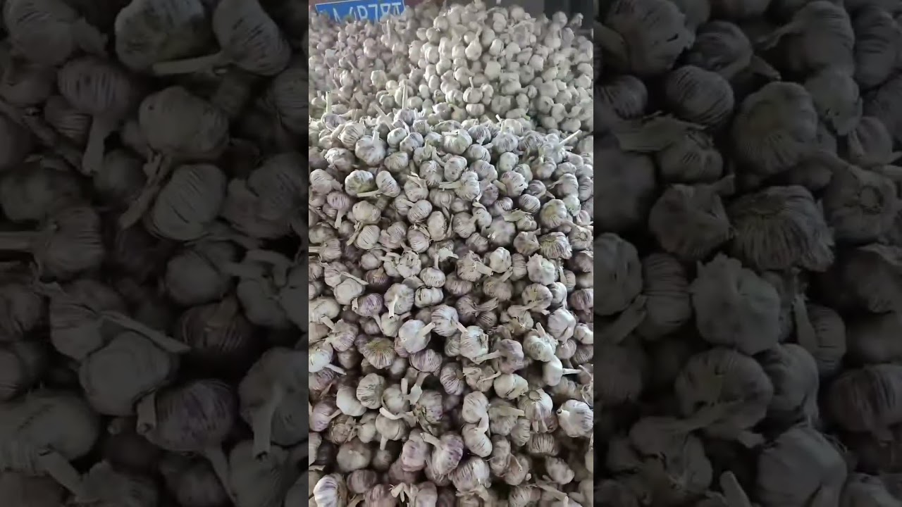 Garlic prices on August 9, 2023