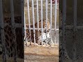 Тебердинский государственный биосферный заповедник 🫶 Леопард