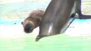 Elmo and parent sea lions, Blackpool Zoo
