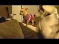 Husky wants to play with a chihuahua