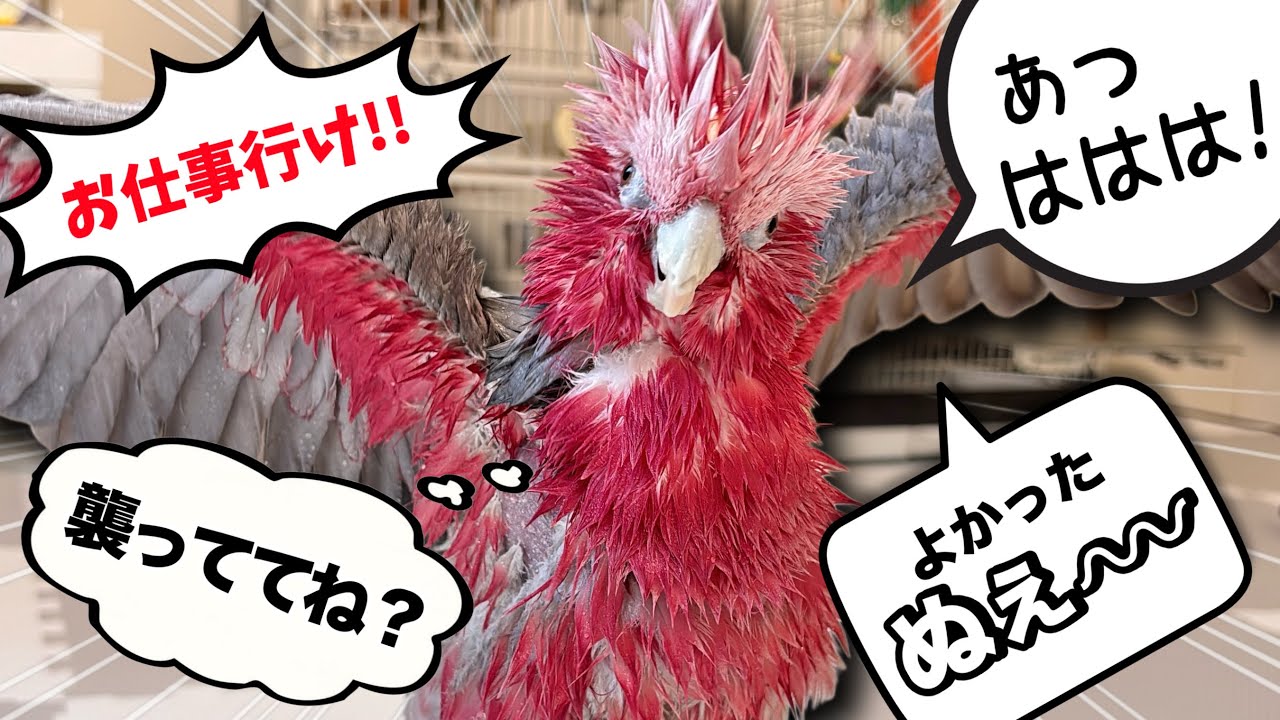 誰が教えた!?オウムが突然新しい言葉を喋り始めましたww【モモイロインコ】