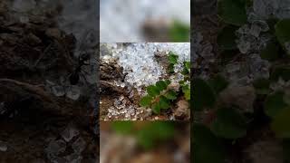 Ant Eating Food macro macrophotography nature ants insects