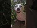 MEME FUNNY DOG SMILE Shorts Videoshort 