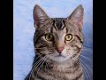 American Wirehair - Cat Breed - Pet Friend の動画、YouTube動画。