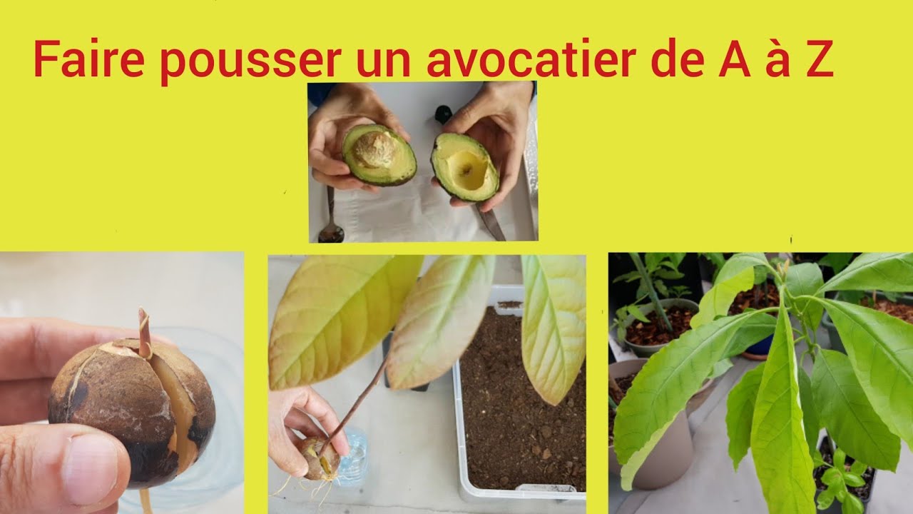 Comment faire pousser un avocatier à partir d'un noyau ! YouTube — free download