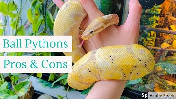 Ball Pythons Pros & Cons