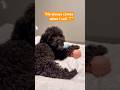 One call = instant response 🐾#puppy #funnyvideos #funnydogs #funny #fyp