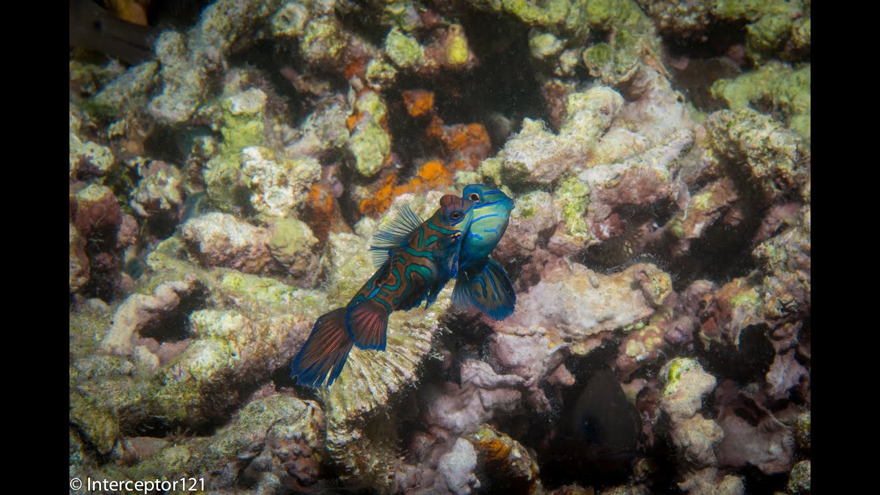 Fish Porn - Mandarin Fish Mating Ritual