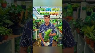 দুর্লভ গাছ এখন আরো সস্তায় ।