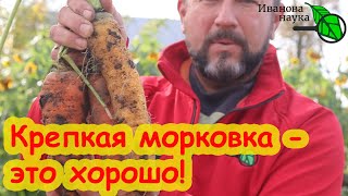 видео: ХОТЬ НА ПЕСКЕ, ХОТЬ НА ГЛИНЕ: сочная, крепкая, вкусная морковь. Несколько простецких советов для вас картинка: ХОТЬ НА ПЕСКЕ, ХОТЬ НА ГЛИНЕ: сочная, крепкая, вкусная морковь. Несколько простецких советов для вас