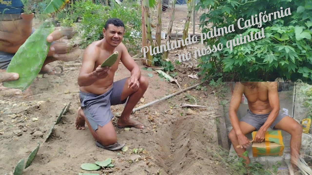 Compramos palma da internet e vamos plantar. Venham comigo!