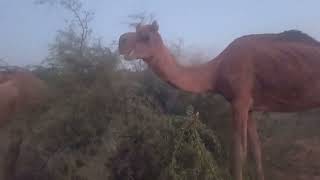 Beyond the Dunes: Exploring the Life of Camels"The Silent Trekkers: Camels and Their Timeless Tales