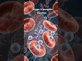 Haemoglobin’s main job is oxygen transport! #science Haemoglobin = Life Carrier