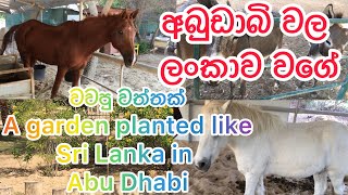 අබුඩාබි වල ලංකාව වගේ වවපු වත්තක් A garden planted like Sri Lanka in Abu Dhabi???❤️??