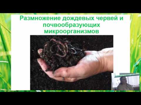 Сидераты - ЗЕЛЕНЫЕ