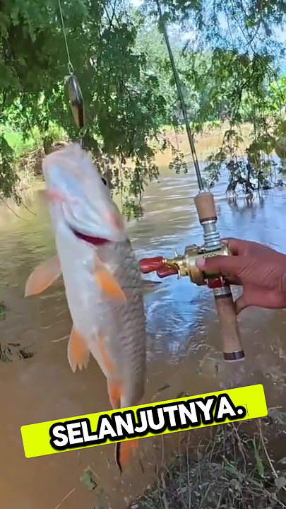 Mancing ikan wader dapat induknya