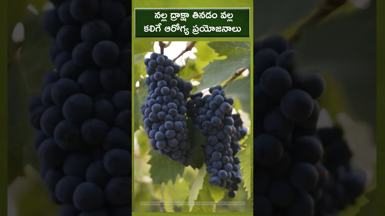 గుండె, చర్మానికి నల్ల ద్రాక్ష మేలు | Black Grapes: Secret to Youth & Health!