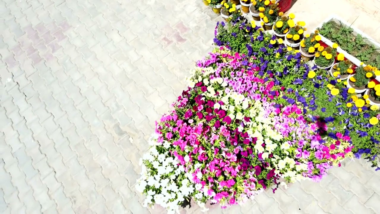 Govt Graduate College for women Mailsi Admission compain