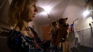 #745 Беларусь Брест Ночь перед Рождеством Собачий питомник Бонус Весттай #745 Беларусь Брест Ночь перед Рождеством Собачий питомник Бонус Весттай