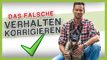 Wie sagt man einem Hund Nein?