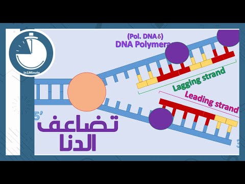 تضاعف الدنا  