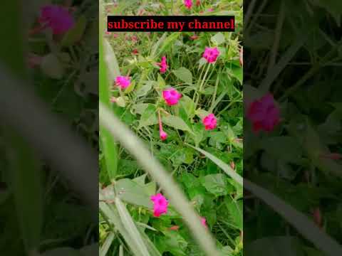 morning nature||flowers||#nature #flowers #youtubeshorts #viral #shorts #2023