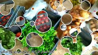 طريقه زراعه النعناع بطريقه عبقريه