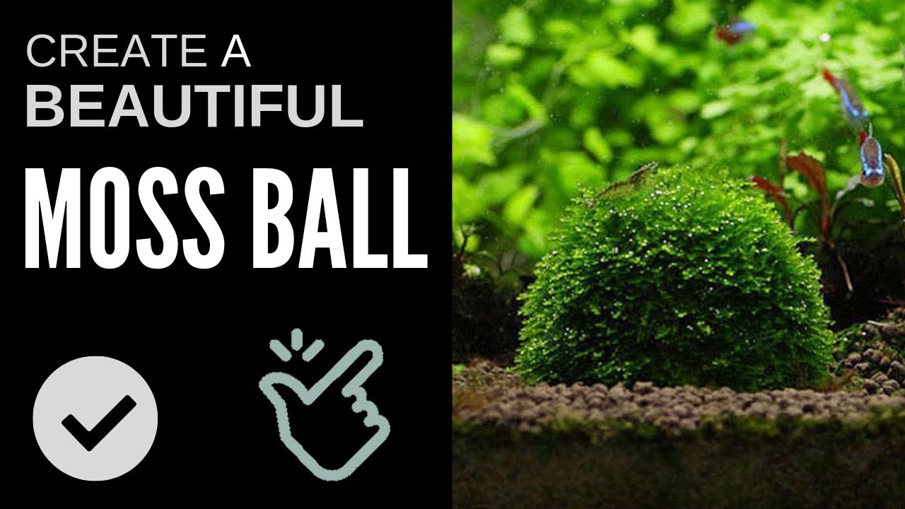 How to Easily Make a Moss Ball for Your Aquarium 