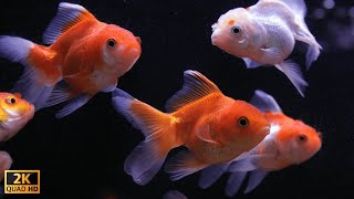 Suasana Tidur Akuarium, Tangki Ikan Koki, ASMR Gemericik Air