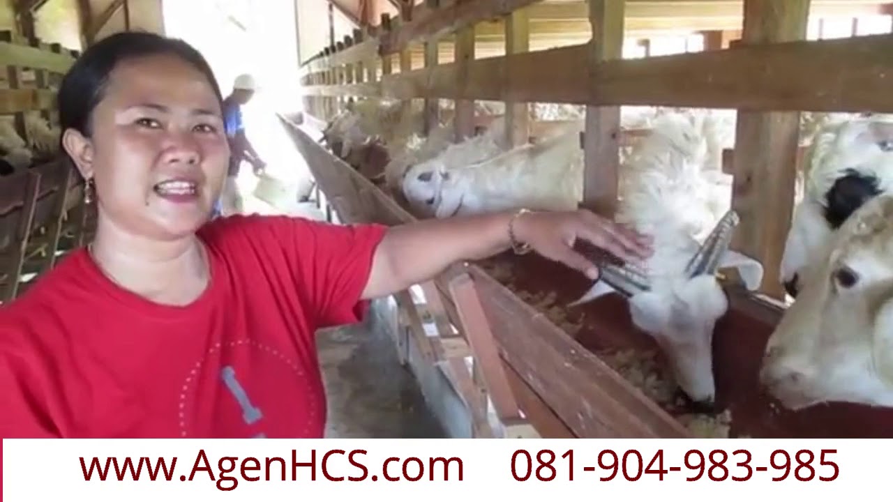 Cara Beternak Kambing Modern Pola HCS 