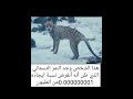 ظهور الحيوان المنقرض النمر التسوماني Cynocephalus The Emergence Of The Extinct The Thylacine Tiger 