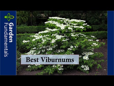 วีดีโอ: โซน 4 พุ่มไม้ Viburnum - พันธุ์ Viburnum สำหรับสวนโซน 4