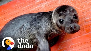 Orphaned Baby Seal Barks At Anyone Who Tries To Clean Her Bathtub | The Dodo by The Dodo 8 days ago 6 minutes, 1 second 817,842 views