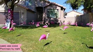 50 pink plastic birthday flamingos yard decorations