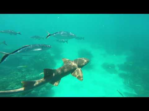 Snorkeling the Brick Barge Islamorada Florida