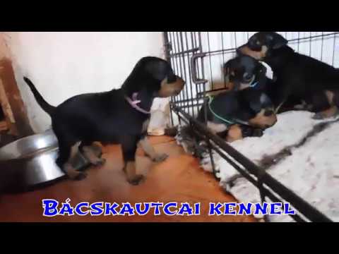 D - alom törpe pinscher 4 hetesen