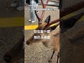 【熟門熟鹿】很愛講諧音笑話的人去奈良 沿途狂開「鹿」梗超鬧XD｜諧音梗｜奈良｜鹿