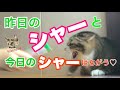 【イキルル】威嚇する猫もいろいろ、慣れるまでの時間も様々。/おまけ動画あります!"にゃんこ紹介♪"【アネモネ】【保護猫】