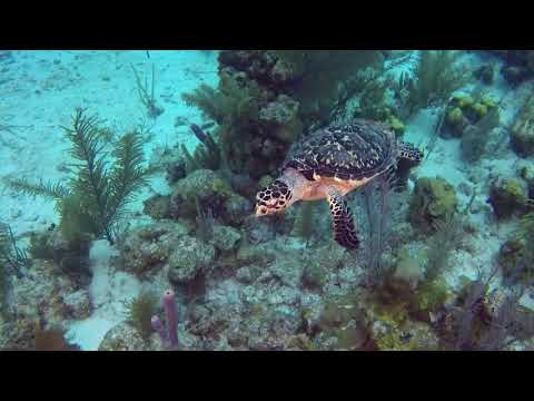 Diving Lighthouse Reef Belize