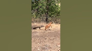 the speed and jump of the goat to avoid the Komodo attack 😅