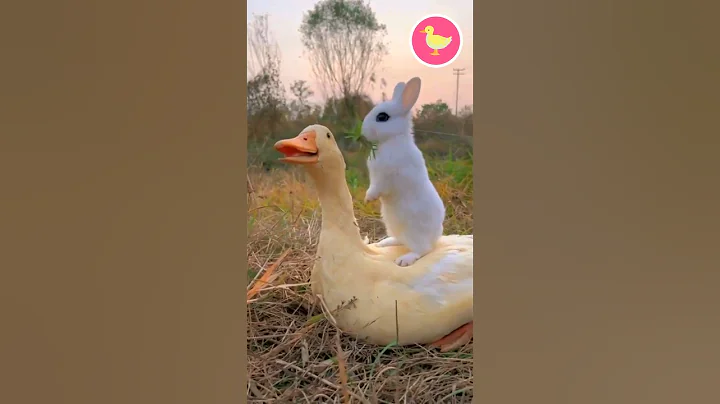 Cute Bunnies With Animal Friends! 💕 #cuteanimals #bunny #kidsvideo #shorts #cute #kidstv #animals