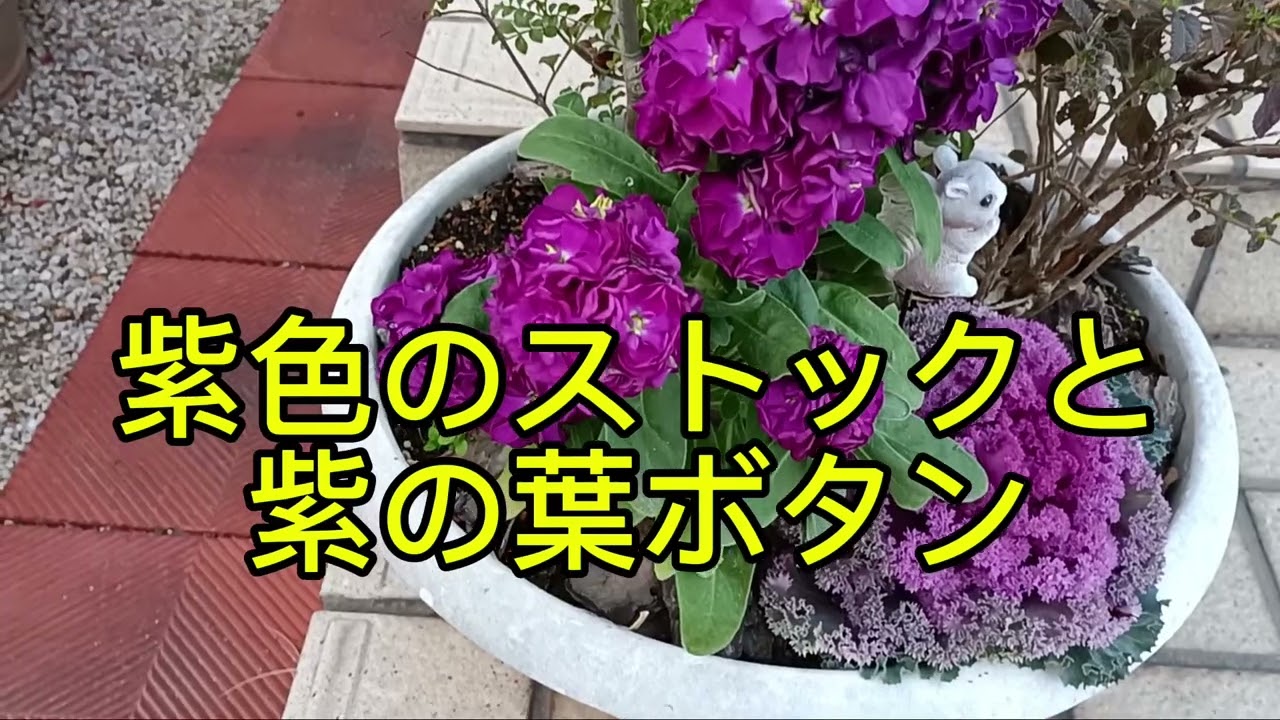 🌸小さな庭の花だより　我が家の庭に春が訪れました♪♪　