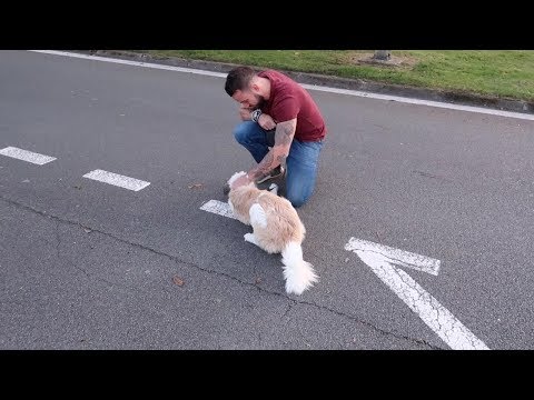 Dog Travels 3000 Miles To Reunite With Soldier - Dog Travels 3000 Miles To Reunite With Soldier