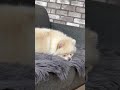 #funny #nature #pomeranian #turkey #travel #comedy #puppy #love #summer #holiday #cute #nature #şaka