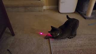 Smart collar with laser for cat screenshot 1