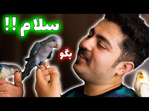 تصویری: نحوه حمام کردن پاراکیت: 11 مرحله (همراه با تصاویر)